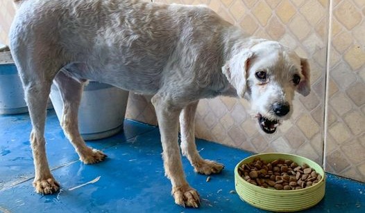 Doação de Resgate Imediato