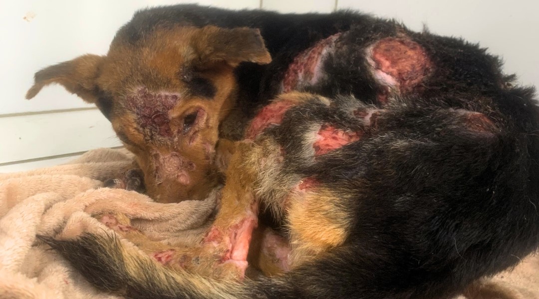 Doação Corporativa